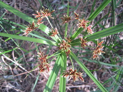 Cyperus vaginatus