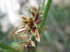 Cyperus vaginatus