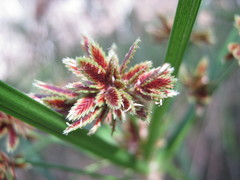 Cyperus vaginatus
