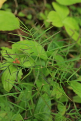 Ostericum maximowiczii