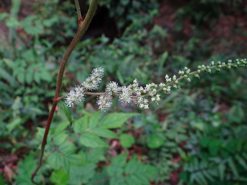 Astilbe longicarpa (Astilbe longicarpa)