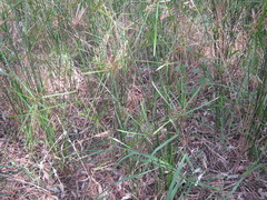Cyperus vaginatus