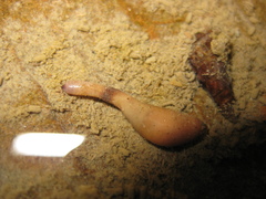 Phascolosoma annulatum