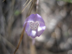 Kickxia commutata graeca