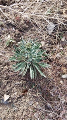 Erysimum capitatum capitatum