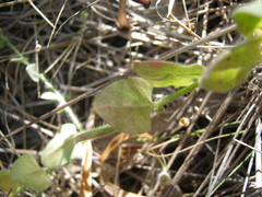 Kickxia commutata graeca
