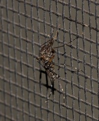 Aedes vigilax