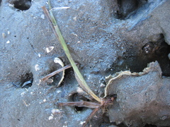 Zostera muelleri