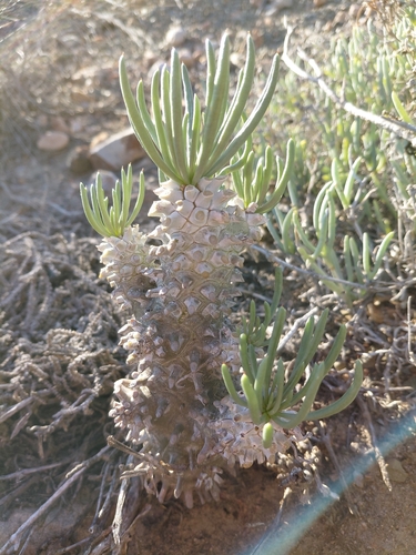 Pegleg Butterbush (Tylecodon wallichii)