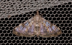 Dysallacta negatalis