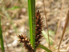 Carex bichenoviana