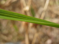 Carex bichenoviana