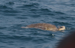 Lepidochelys olivacea