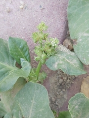Rumex spinosus