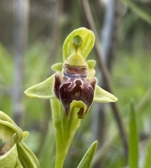 Ophrys umbilicata attica