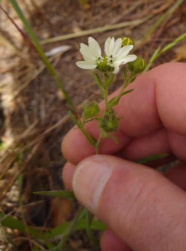 Hayfield Tarweed (Hemizonia congesta)