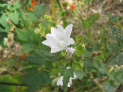 Malva weinmanniana