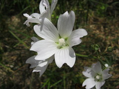 Malva weinmanniana