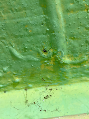 Tailed Cellar Spider