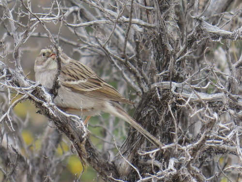 Brewer's Sparrow (Spizella breweri), photo 5