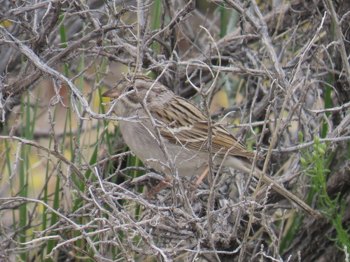 Brewer's Sparrow (Spizella breweri), photo 6