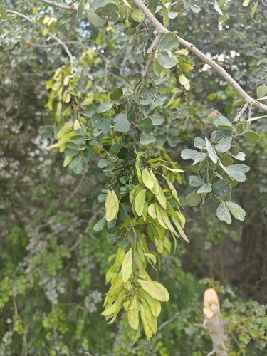 Bloodwood Tree (Haematoxylum campechianum)