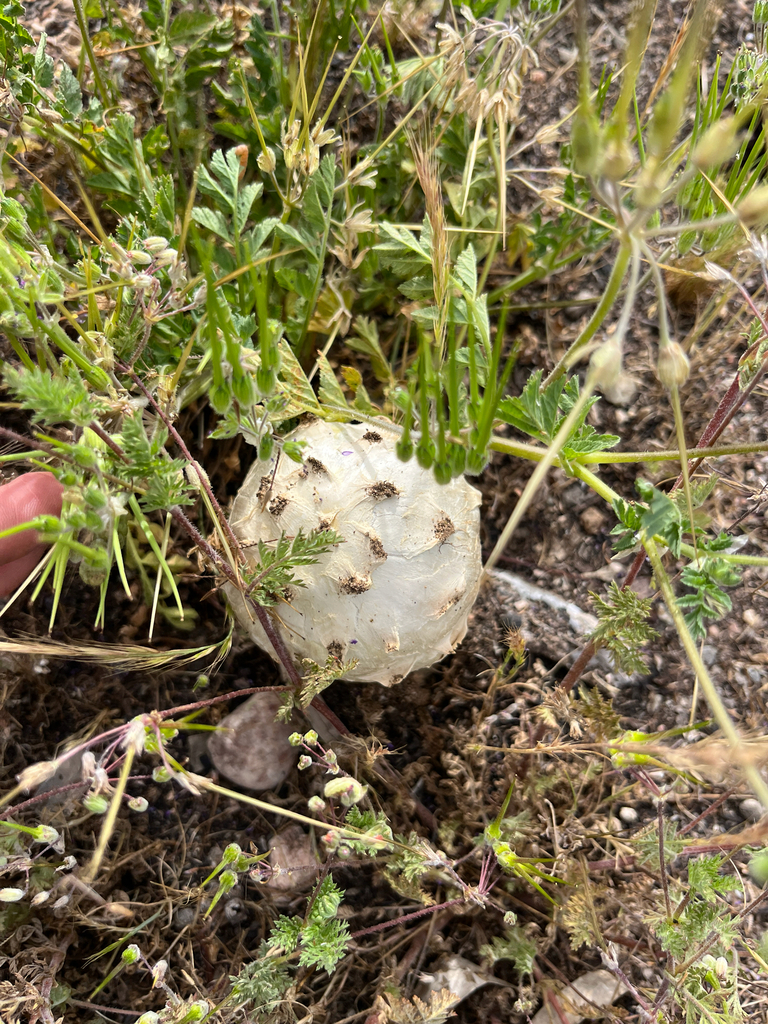 Agaricus deserticola