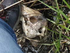 Sciaenops ocellatus