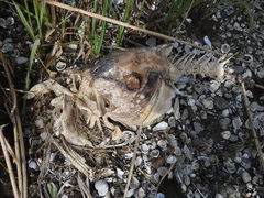 Sciaenops ocellatus