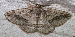 Pterospoda nigrescens