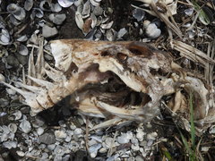 Sciaenops ocellatus