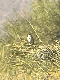 Bell's Sparrow (Artemisiospiza belli), photo 6