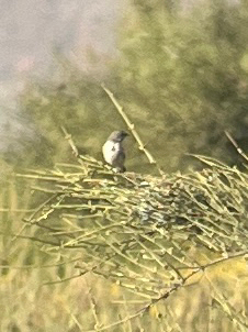 Bell's Sparrow (Artemisiospiza belli), photo 7