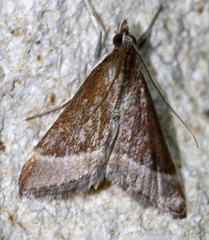 Pyrausta lethalis
