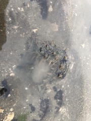 Apostichopus japonicus