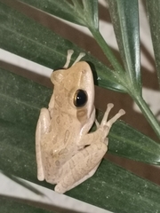 Polypedates maculatus