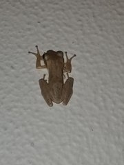 Polypedates maculatus