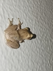 Polypedates maculatus