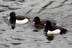 Aythya fuligula