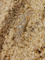 Ocypode