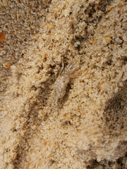 Ocypode
