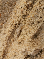 Ocypode
