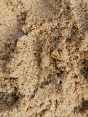 Ocypode