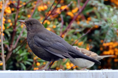 Turdus merula