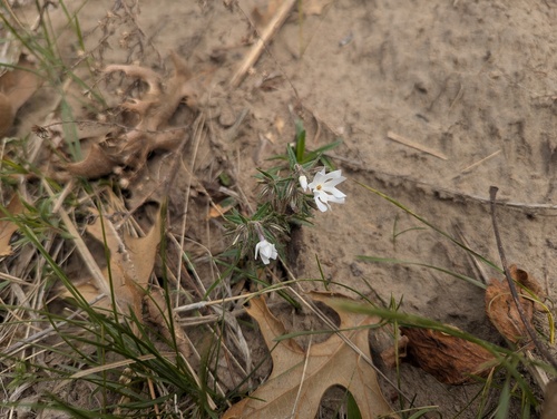 sand cleft phlox (Phlox bifida)