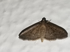 Lepidoptera