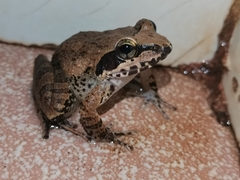 Indirana salelkari