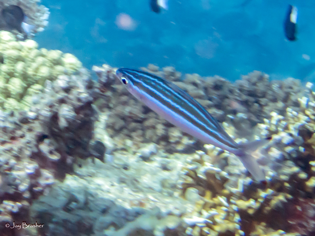 Striped Fusilier