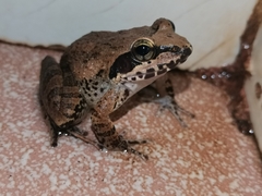 Indirana salelkari