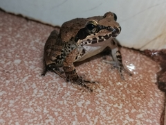 Indirana salelkari
